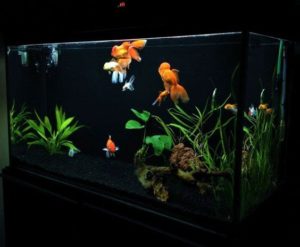 How to Acclimate Fish From One Tank to Another? (Full Guide) - Pet Fish ...