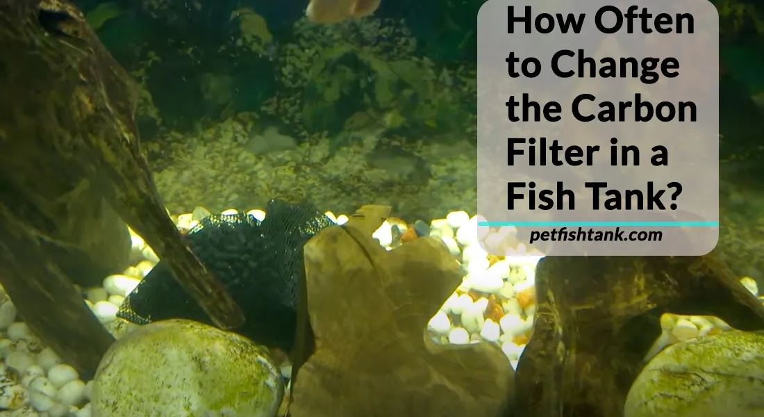 how-often-to-change-the-carbon-filter-in-a-fish-tank-pet-fish-tank