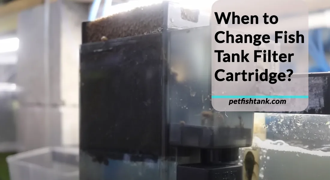 When to Change Fish Tank Filter Cartridge PetFishTank